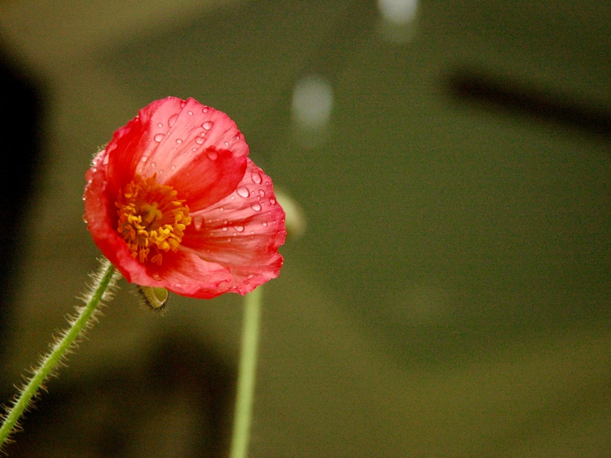 Photo-Taking: Aesthetic